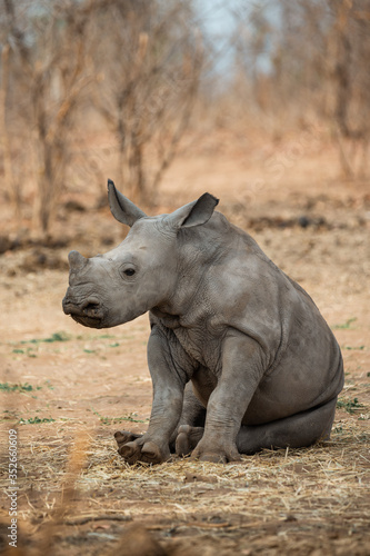 Fotografia baby rhino