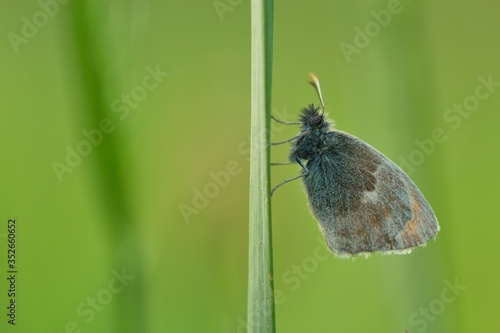 Ein Schmetterling sitzt an einem Grashalm in der Wiese vor grünem Hintergrund, Kleines Wiesenvögelchen, Coenonympha pamphilus