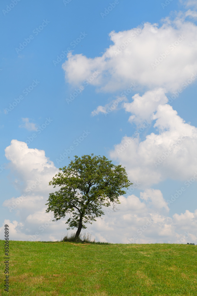 Obraz premium Summer tree in landscape