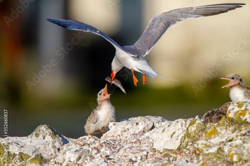 Common Tern (Sterna hirundo) bird in the natural habitat.