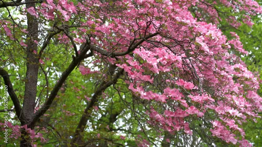 Beautiful pink flowers on a flowering cornus florida rubra (american dogwood) Beautiful pink flowers on a flowering cornus florida rubra (american dogwood)