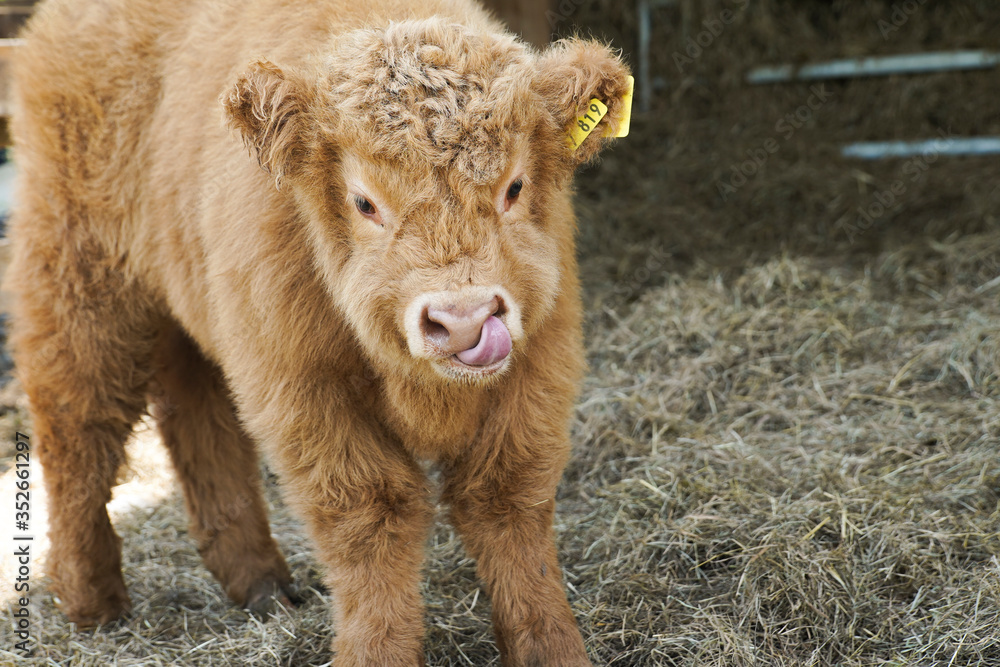 Fototapeta premium süßes Hochlandrind Kalb auf einem Bauernhof