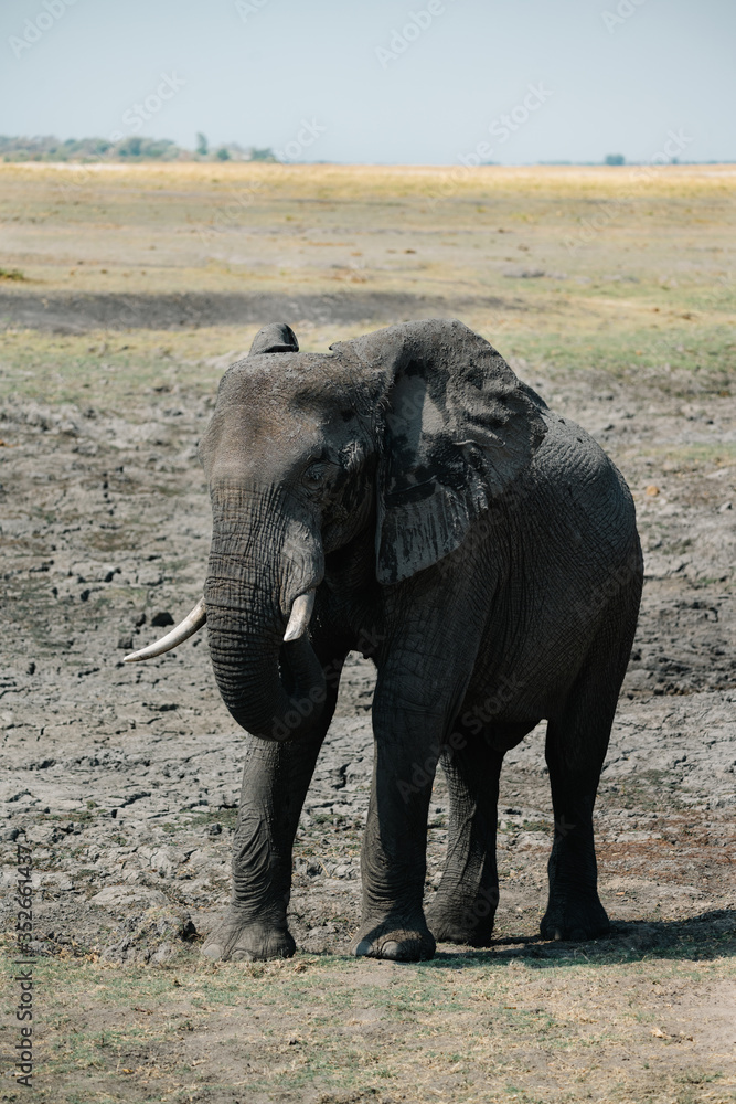 Fototapeta premium Elephant