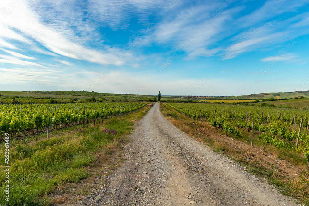 rural road in the field