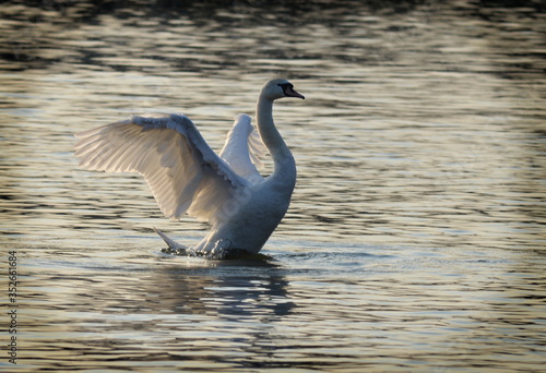 Fototapeta Naklejka Na Ścianę i Meble -  swan in the water
