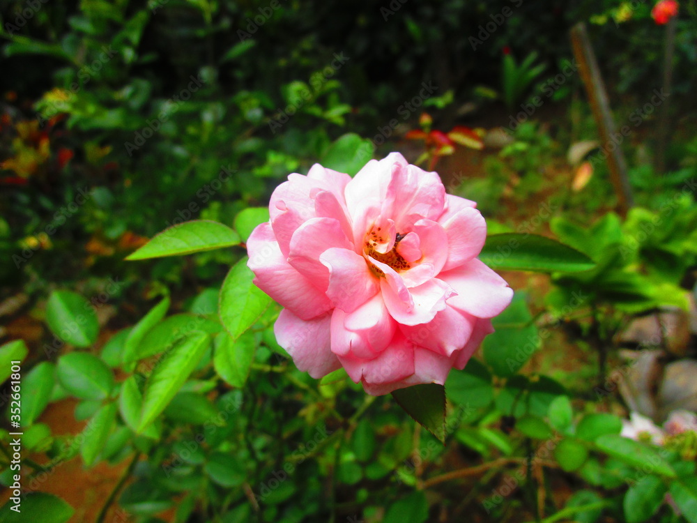 pink rose in garden pink rose in garden