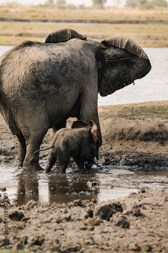 mother daughter elephant