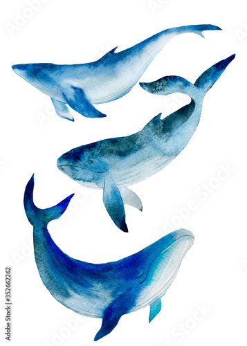 Watercolor illustration of whales. Wild animals on a white background. Isolated from white background