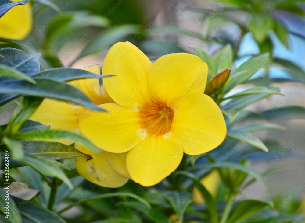 Alamanda Flower in Barbados Alamanda Flower in Barbados