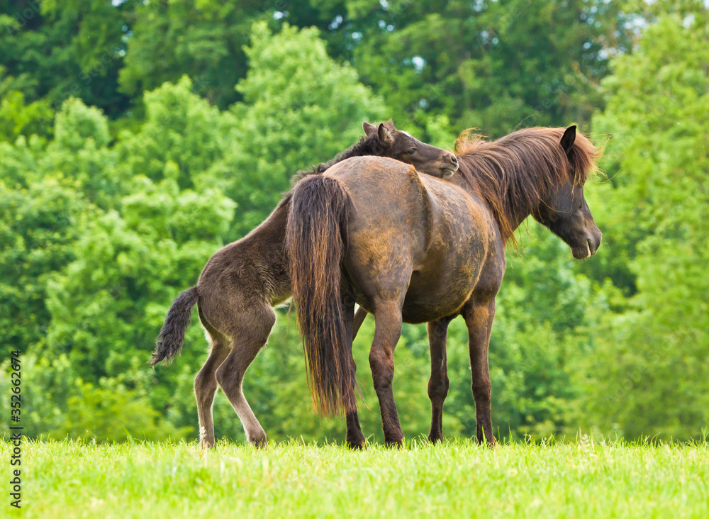 A cheeky small black brown foal is playing with it`s dark mother, pinching and jumping in front of a green meadow A cheeky small black brown foal is playing with it`s dark mother, pinching and jumping in front of a green meadow