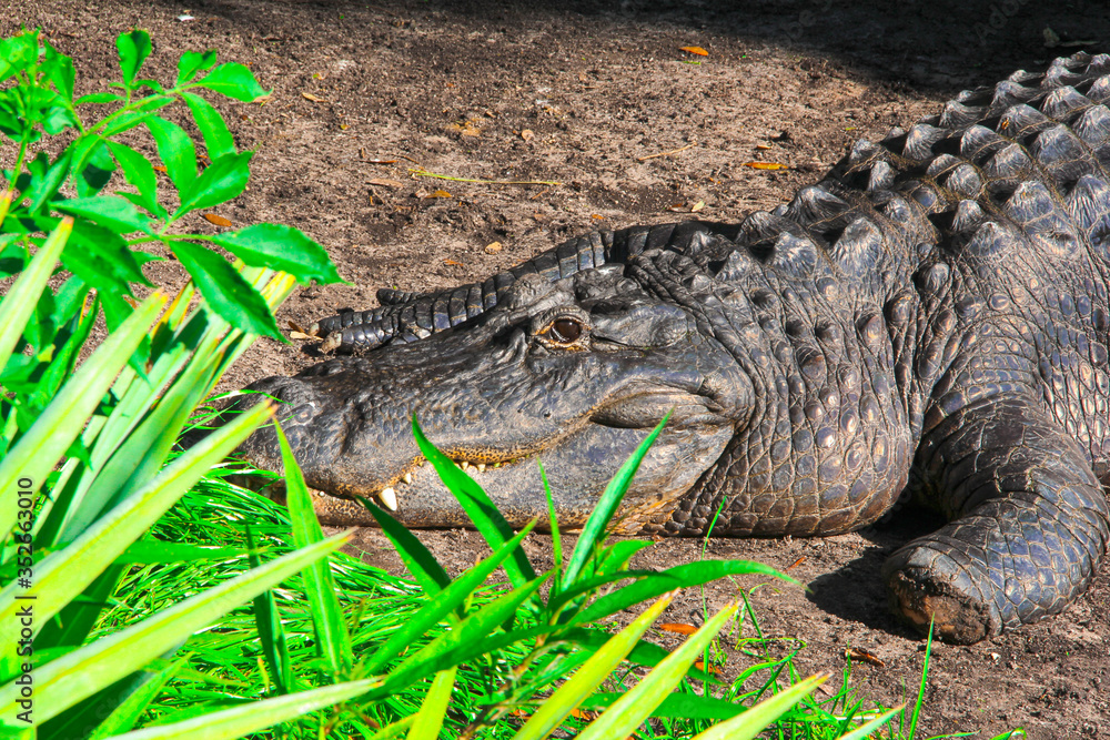 Fototapeta premium brown, green crocodile lies on the ground