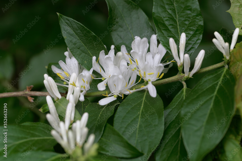 Flowers of an Amur honeysuckle, Lonicera maackii. Flowers of an Amur honeysuckle, Lonicera maackii.