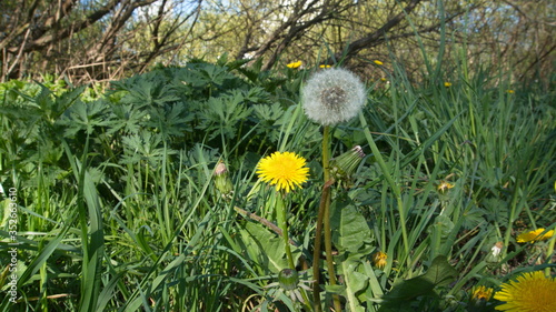 Yellow Dandelions and white fluffy dandelions on a meadow - Yellow spring flowers