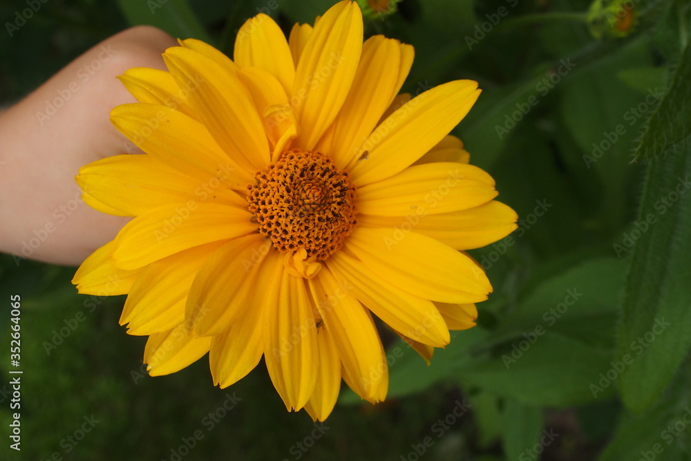yellow flowers growing in the garden among green foliage background on a warm summer day in close-up yellow flowers growing in the garden among green foliage background on a warm summer day in close-up