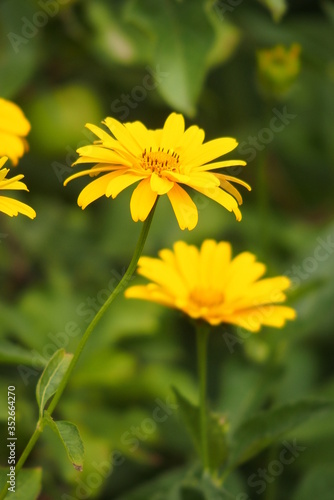 yellow flowers growing in the garden among green foliage background on a warm summer day in close-up