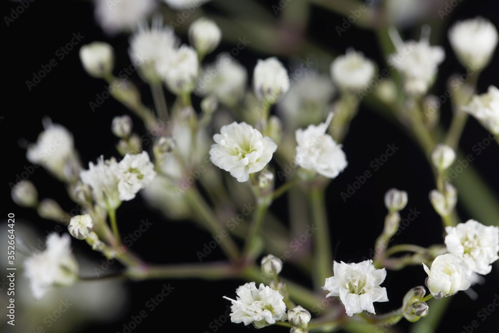Macro photo of a common gypsophila flower, Gypsophila paniculata Macro photo of a common gypsophila flower, Gypsophila paniculata