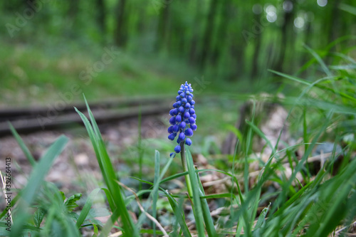 purple flower nearby a railway