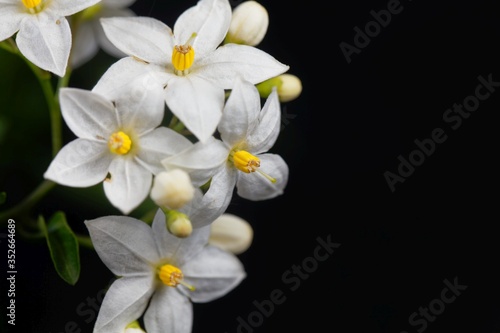 Flowers of a jasmine nightshade, Solanum laxum