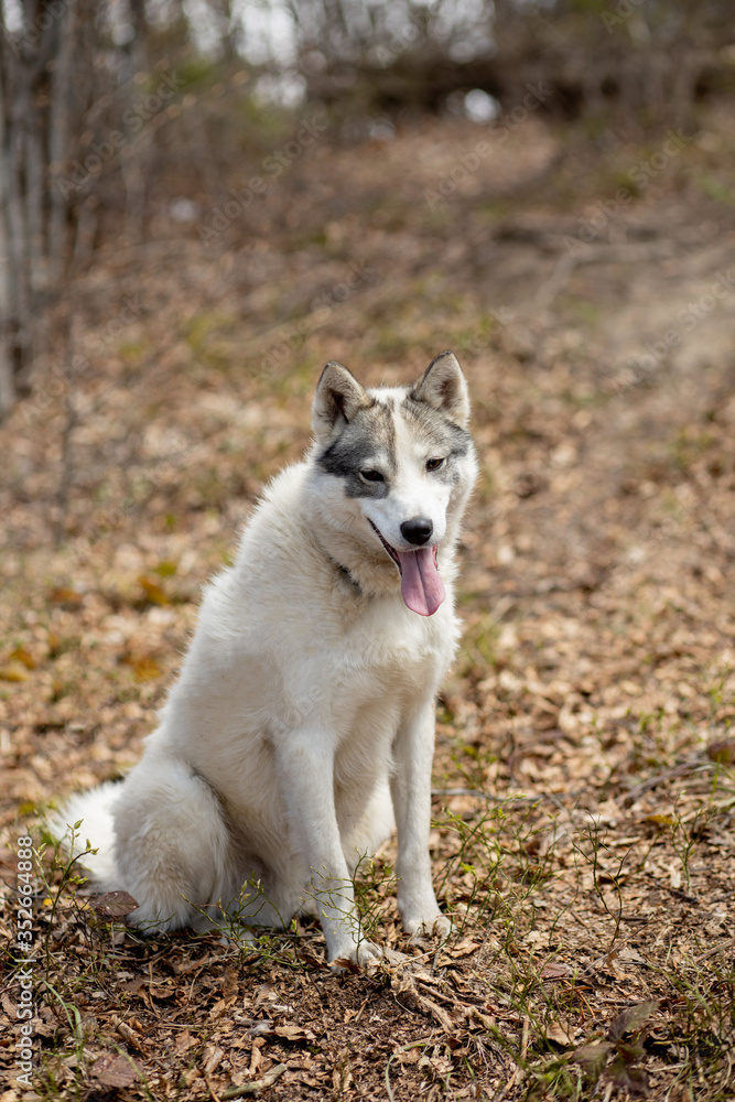 Portrait of gorgeous Siberian Husky dog standing in the bright enchanting fall forest Portrait of gorgeous Siberian Husky dog standing in the bright enchanting fall forest