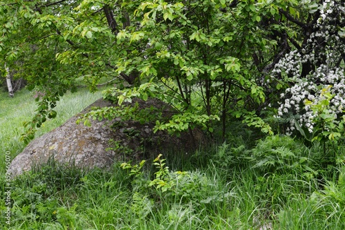 Fototapeta Naklejka Na Ścianę i Meble -  green grass and flowers