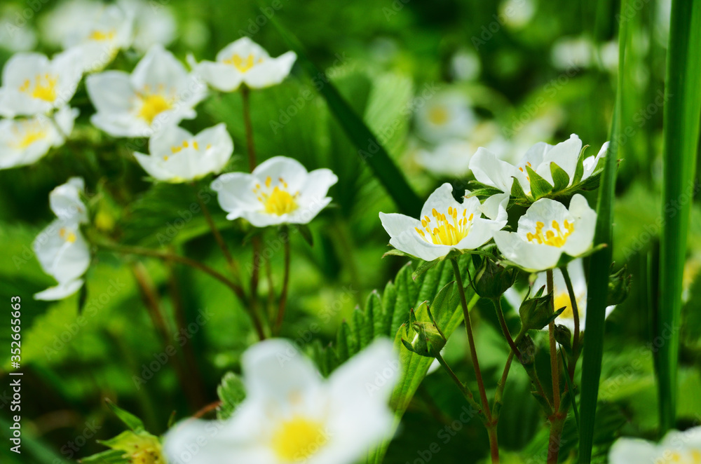 strawberry flowers close up in sunny weather strawberry flowers close up in sunny weather
