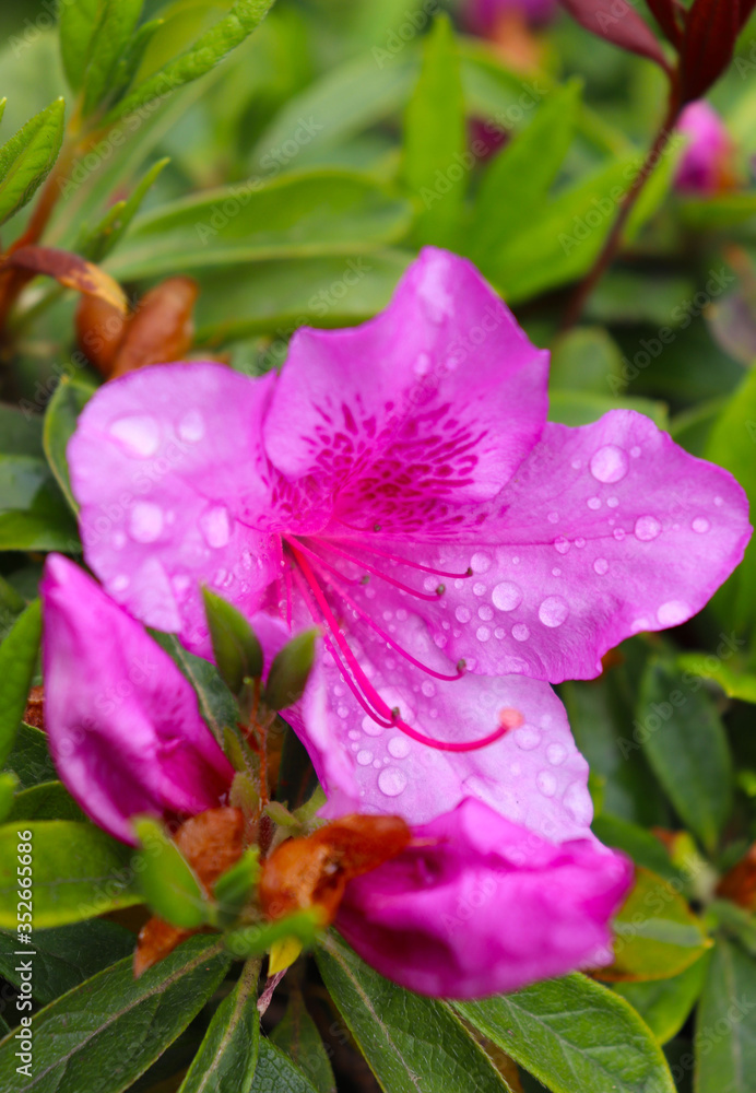 Pink Rhododendron Flower Close-up, morning light just after rain Pink Rhododendron Flower Close-up, morning light just after rain