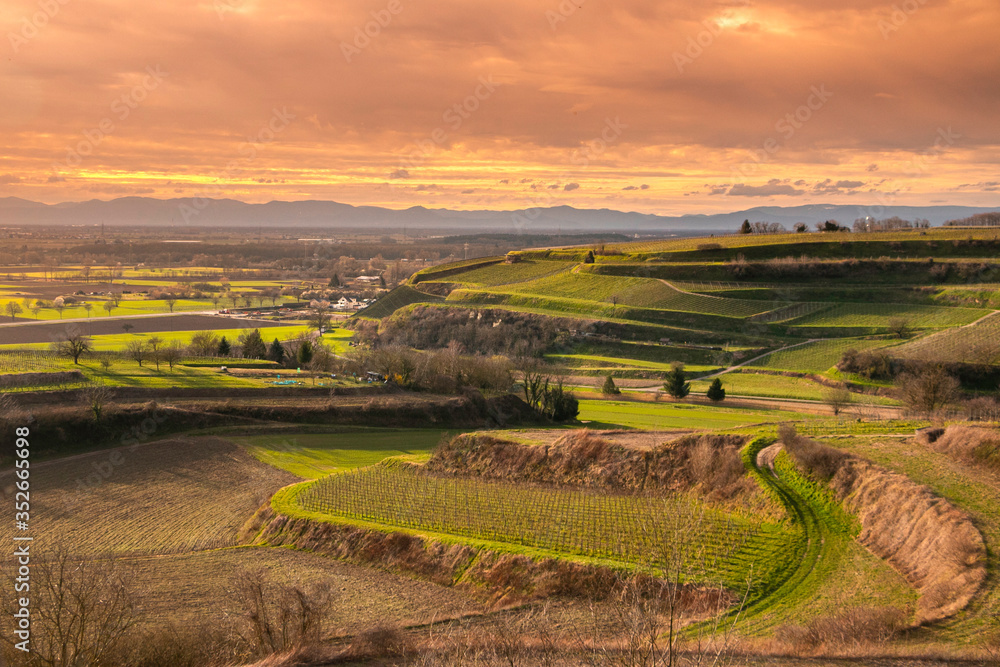 Hügel mit Weinreben bei Sonnenuntergang am Kaiserstuhl, Freiburg, Deutschland