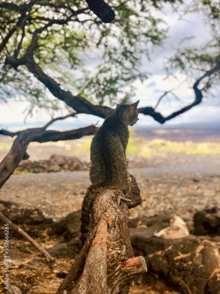 Obraz premium squirrel in the tree