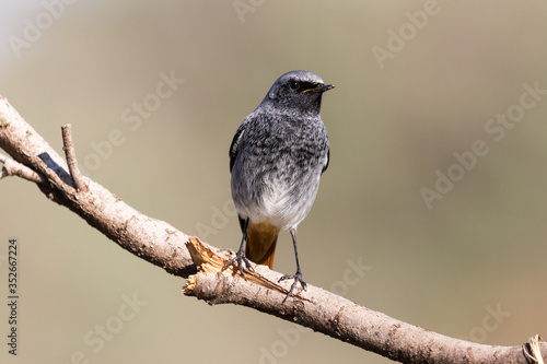 A male of black redstart