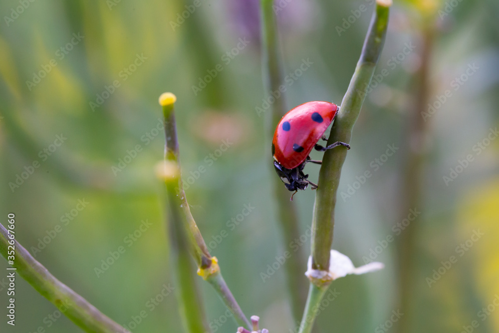 Fototapeta premium Ladybug walking on the plant