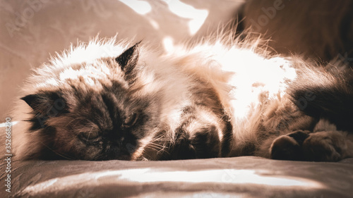 La imagen muestra una linda gatita persa acostada en un sofá tomando sol