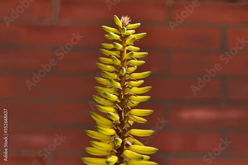 Aloe vera stem with flowers