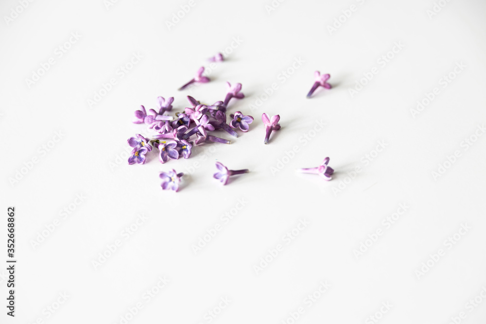 purple lilac flowers lying on a white isolated background in close-up purple lilac flowers lying on a white isolated background in close-up