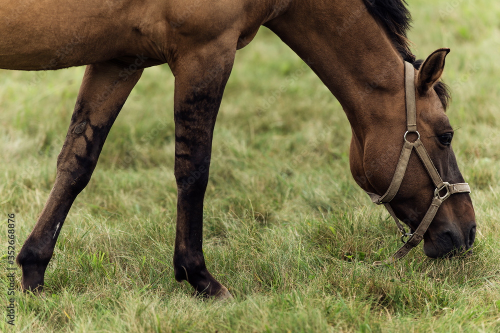 Obraz premium horse eating grass