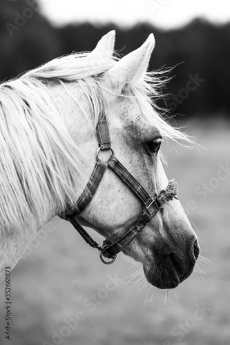 portrait of a horse © Edyta