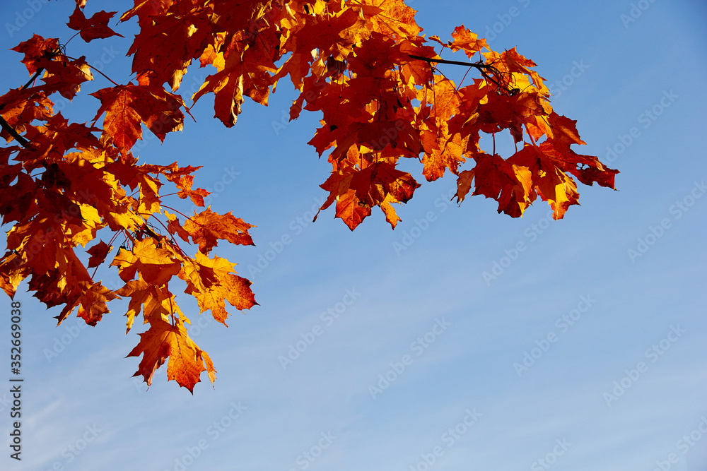 autumn oak leaves against a blue sky autumn oak leaves against a blue sky