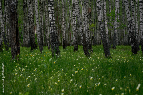 Panorama of white birch forest in summer, landscape banner.