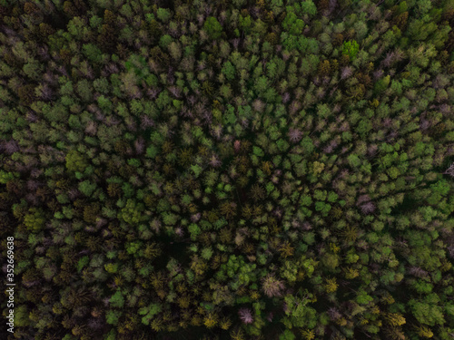Aerial view of the forest from above, the Texture of the forest view from above. green forest