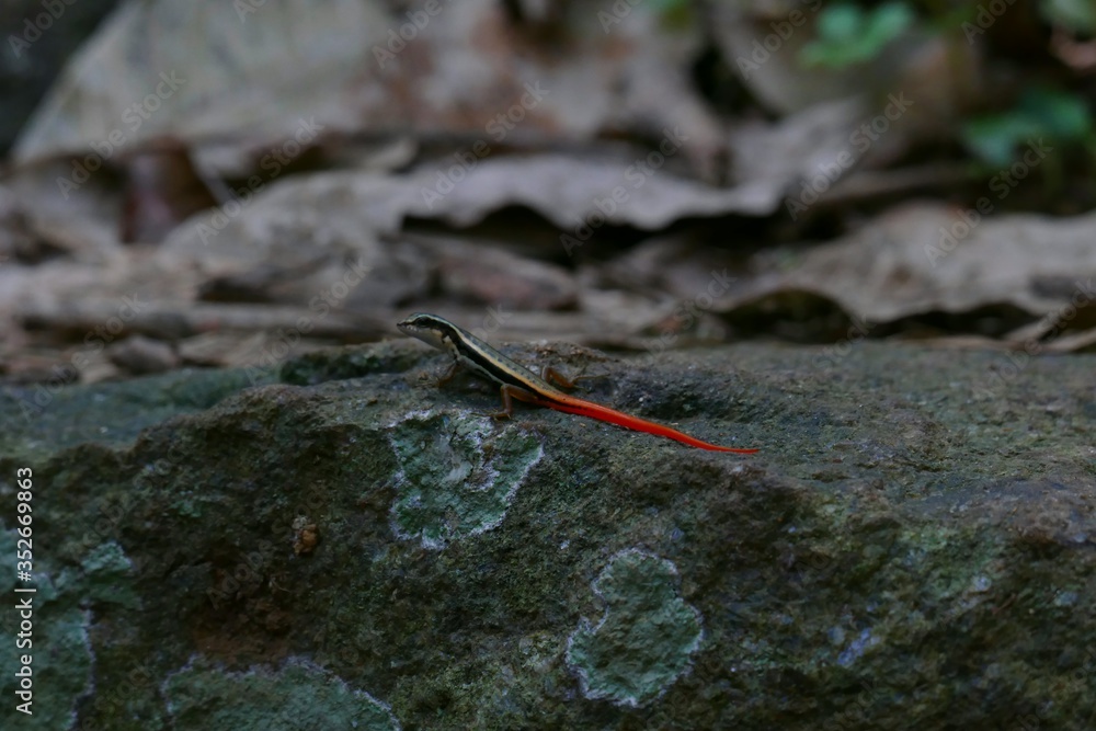 Forest skink of western ghats (Arana)on the rock in Kerala india wild lines photography