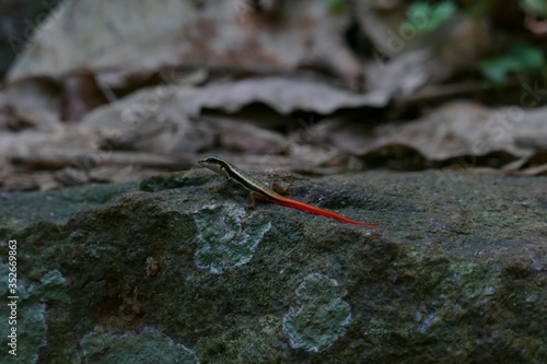 Forest skink of western ghats (Arana)on the rock in Kerala india wild lines photography
