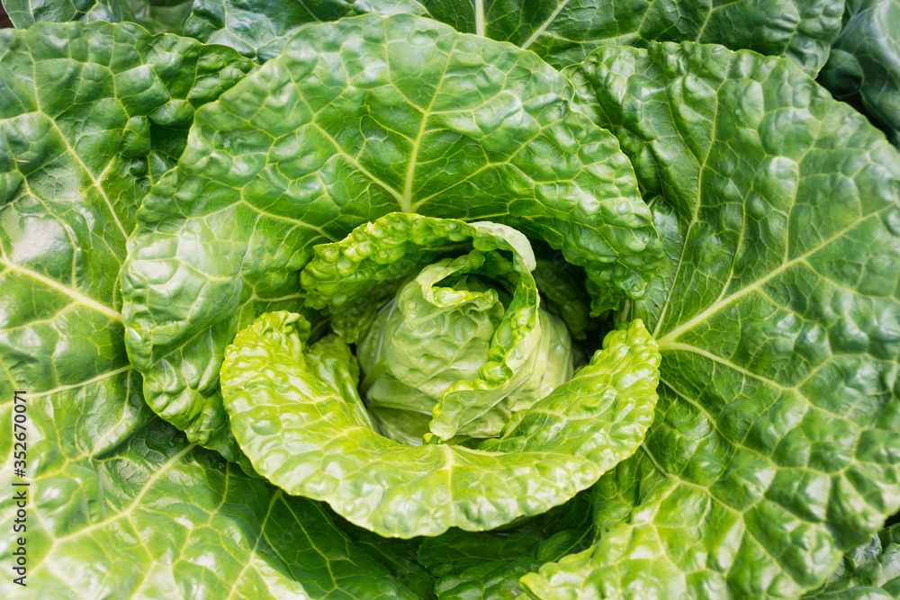 Fresh ripe head of savoy cabbage (Brassica oleracea sabauda) with lots of leaves growing in homemade garden. Close-up. Organic farming, healthy food, BIO viands, back to nature concept Fresh ripe head of savoy cabbage (Brassica oleracea sabauda) with lots of leaves growing in homemade garden. Close-up. Organic farming, healthy food, BIO viands, back to nature concept