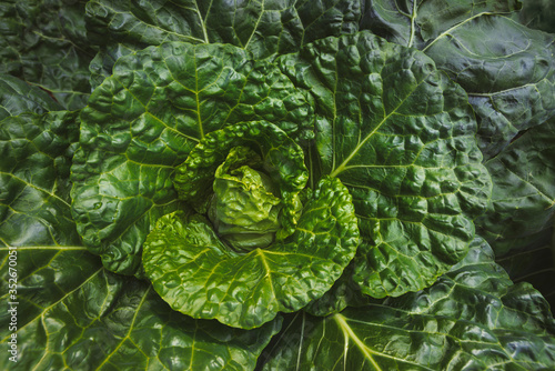 Fresh ripe head of savoy cabbage  Brassica oleracea sabauda  with lots of leaves growing in homemade garden. Close-up. Organic farming  healthy food  BIO viands  back to nature concept