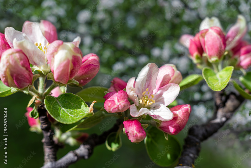 Fototapeta premium Pink apple blossom in the garden, close up.