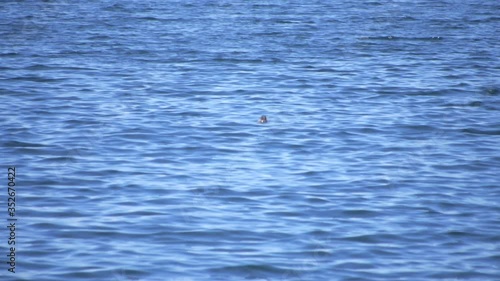 seal in the water of lake Baikal