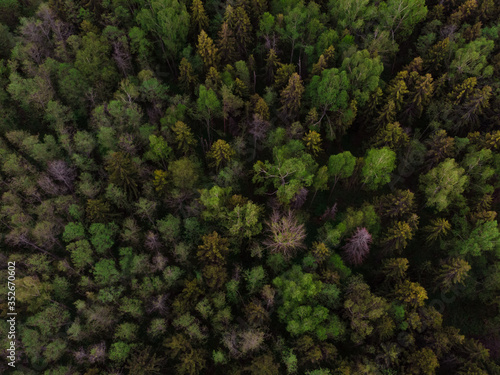 Aerial view of the forest from above, the Texture of the forest view from above. green forest