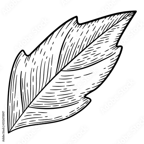 Natural tree leaf icon, hand drawn style