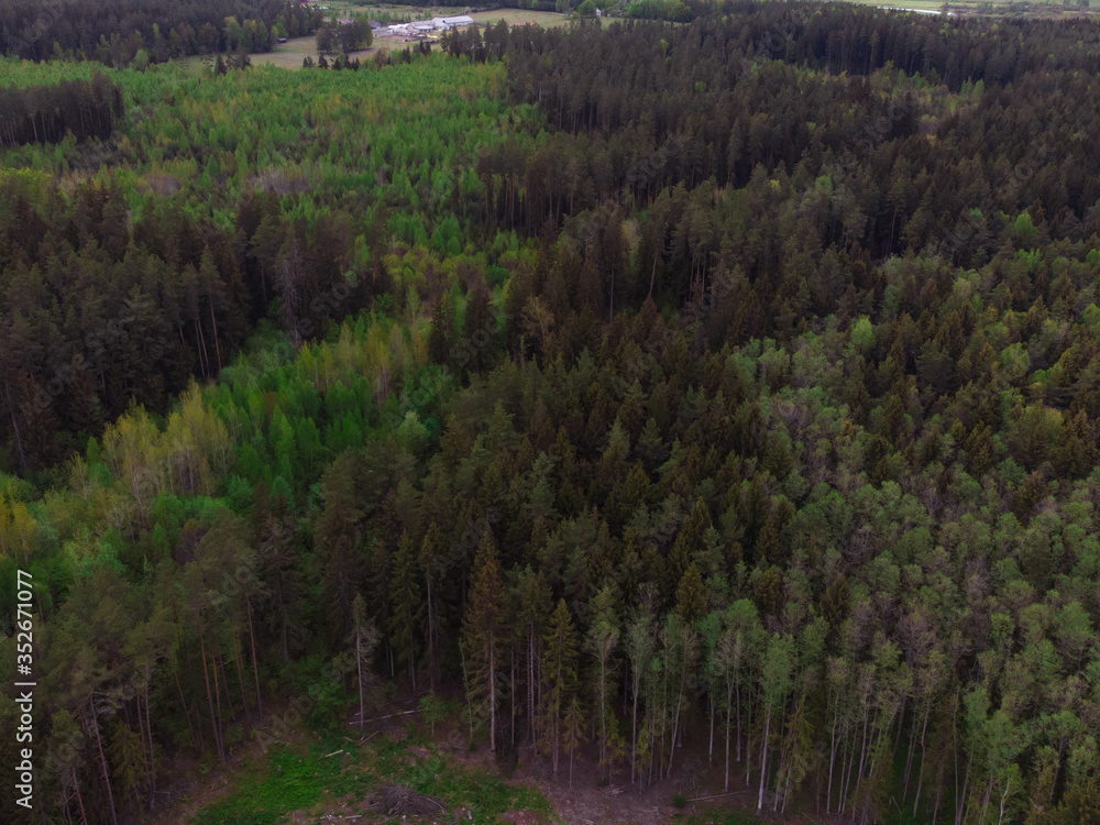 Aerial view of the forest from above, the Texture of the forest view from above. green forest