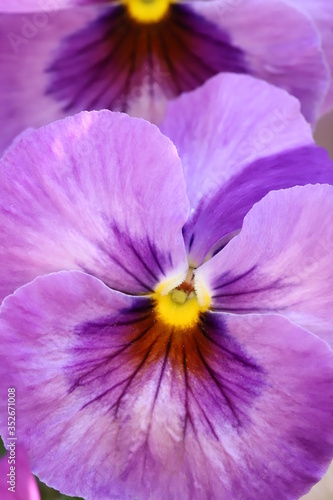 close up of purple flower