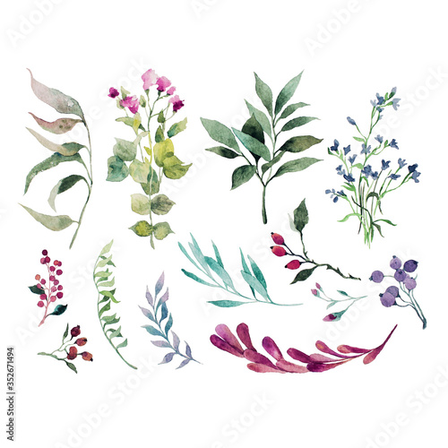 Watercolor illustration. Botanical set of twigs, wild flowers, leaves and herbs