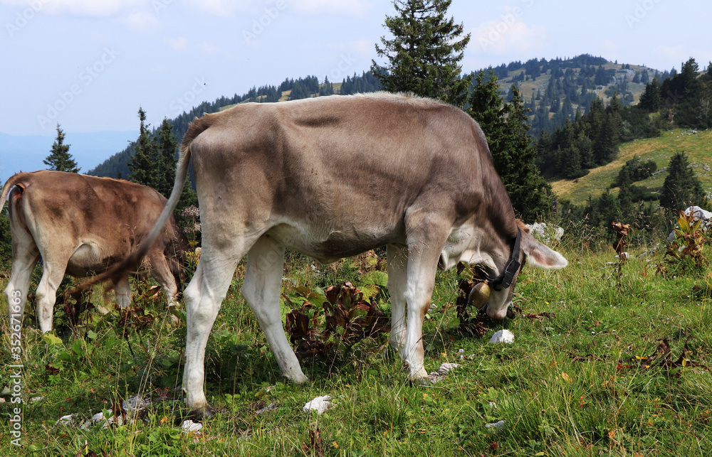 Fototapeta premium Beautiful gray individual with a white line on his back grazes in the western Austrian Alps near Salzburg. It is fed the most organic grass for the perfect milk of the highest quality